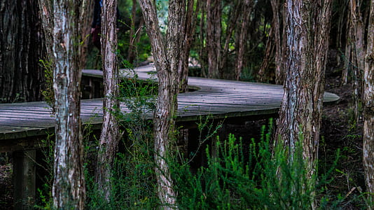 above ground road surrounded with trees thumbnail