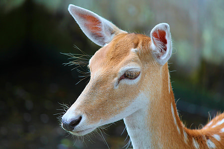 shallow focus of brown deer thumbnail