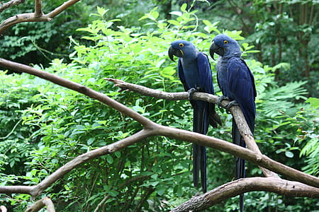 two birds on tree stem thumbnail