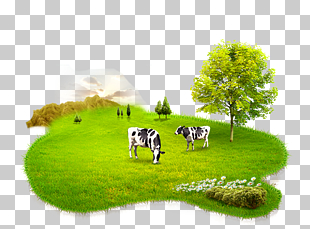 Cattle Powdered milk A2 milk Cow & Gate, Milk elements, two cattles standing on green grass near tree illustration PNG clipart