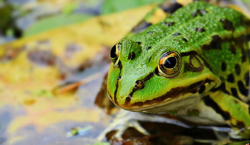 closeup photography of green frog thumbnail
