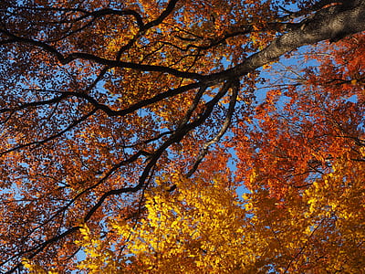 orange and yellow leafed trees thumbnail