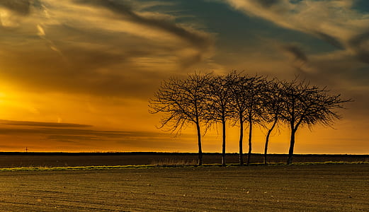 withered trees near road and field thumbnail