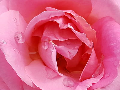 Closeup shot of rose petals with water droplets. thumbnail