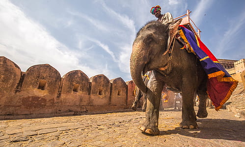 person riding elephant near wall thumbnail