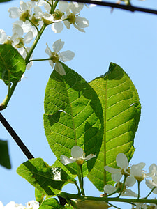 Common Bird Cherry, Flowers thumbnail