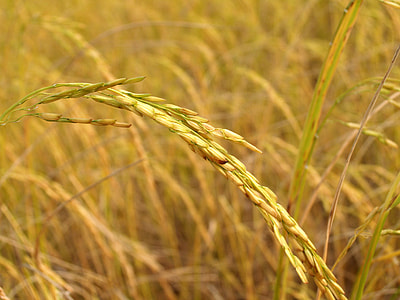 rice grain close-up photo thumbnail