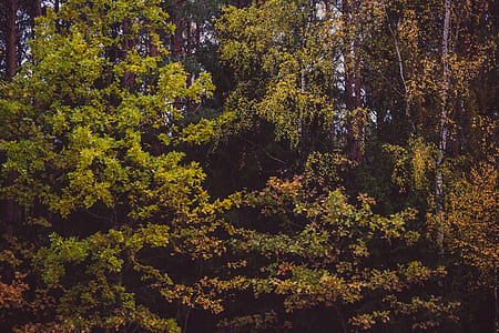 nature, forest, trees, leaves thumbnail