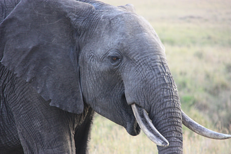 gray elephant on field during daytime thumbnail
