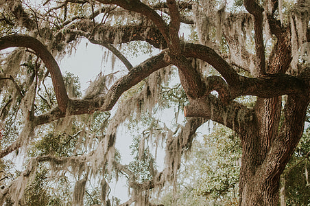 green tree thumbnail