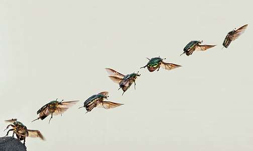 seven flying insects thumbnail