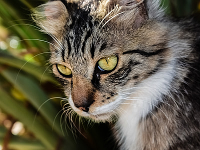 brown tabby cat in closeup photography thumbnail