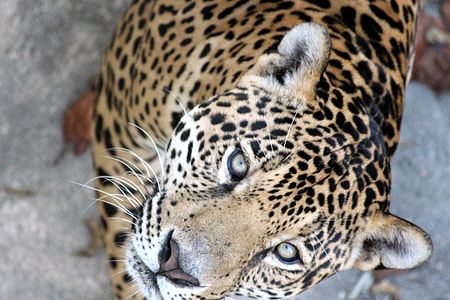close-up photography of tan and black leopard thumbnail