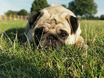 fawn pug on grass thumbnail