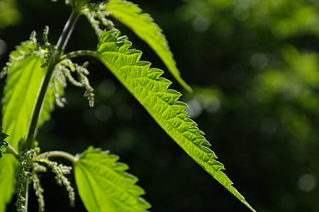 selective focus photo of ovate leaf thumbnail