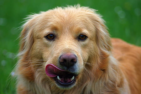 Golden Retriever thumbnail