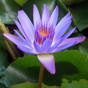 close-up photography of purple water lily flower thumbnail