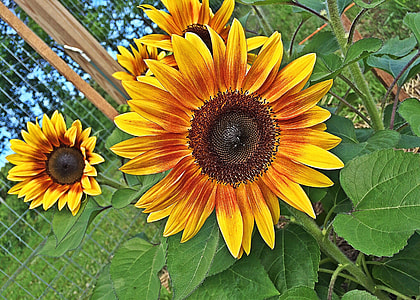 four sunflowers thumbnail