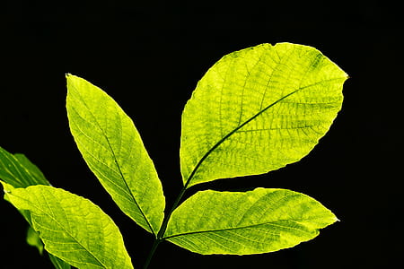 green leaf thumbnail