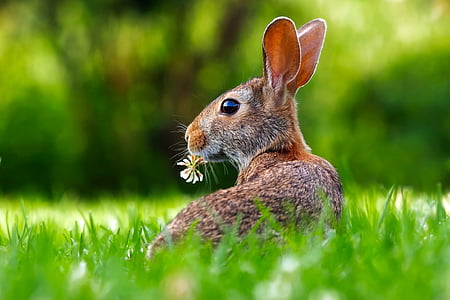 brown rabbit on grass field on focus photo thumbnail