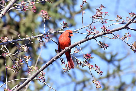 cardinal perch on tree branch thumbnail