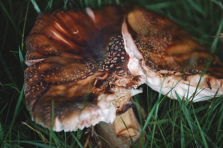 brown mushroom on green g rass thumbnail