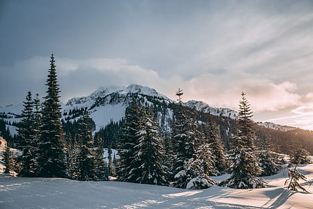 trees covered in snow near mountain thumbnail