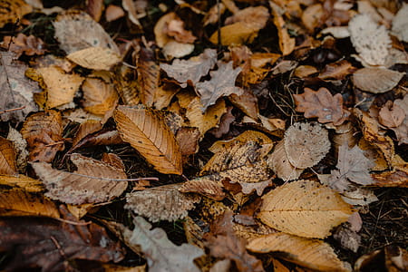 Autumn walk to the forest in foggy weather thumbnail