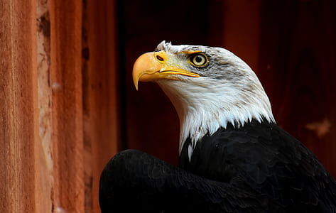 bald eagle standing beside wall thumbnail