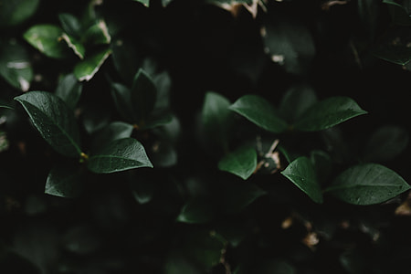green plant outdoor thumbnail