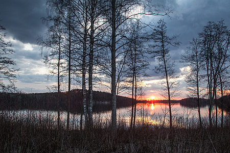 green leaf trees near water during daytime thumbnail
