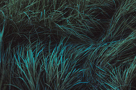 green grass thumbnail
