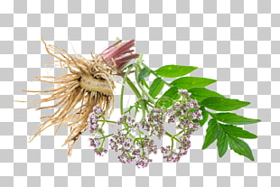 Valerian Png Cliparts For Free Download Uihere