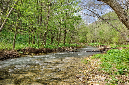 photo of river between trees thumbnail