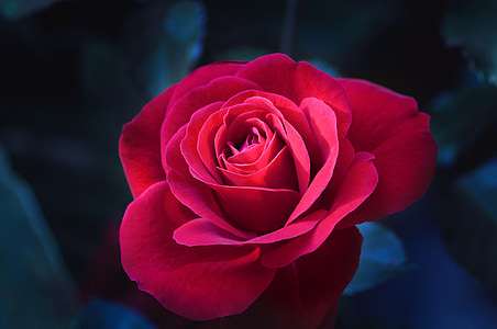 closeup photo of red rose thumbnail