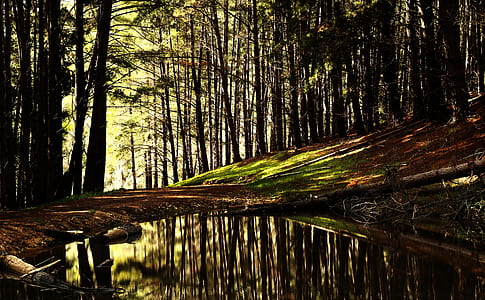 pond in forest thumbnail