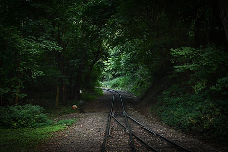 railway surrounded by trees thumbnail
