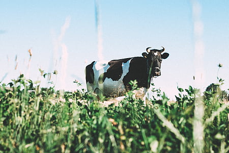 black and white cow on green grass field thumbnail