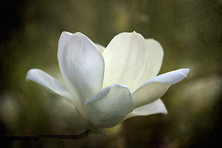 tilt shift photo of white flower thumbnail