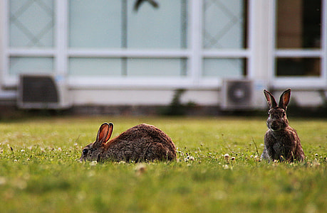 two brown rabbit playing on green grass field thumbnail