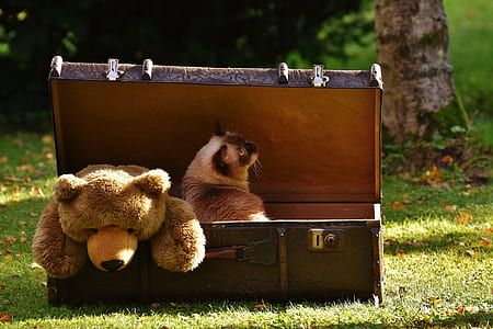 Siamese cat beside bear plush toy on box thumbnail