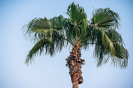 photo of green palm tree during daytime thumbnail