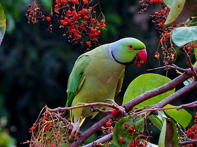 bird, animal, branch, parrot thumbnail