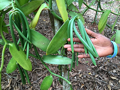 person holding green vegetable thumbnail