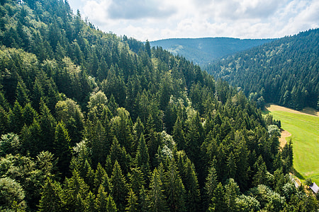 Pure Nature: Above Green Forest on the Hill thumbnail