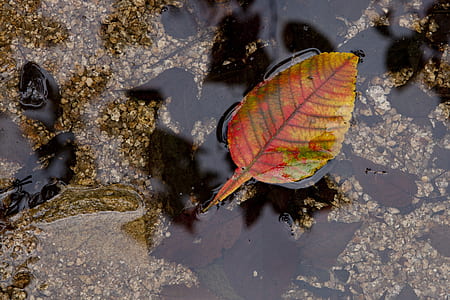 red and yellow leaf floating on stagnant water thumbnail