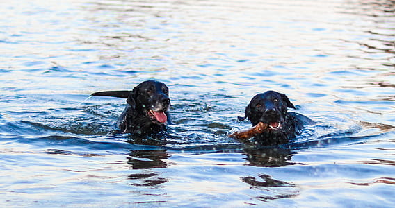 two adult black Labrador retriever swimming on water during daytime thumbnail