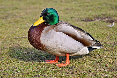 mallard duck standing on grasses thumbnail