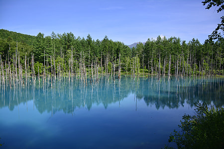 trees on body of water during daytime thumbnail