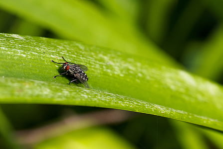 Close Up Focus Photo of a Grey and Black Fly on Green Leaf thumbnail